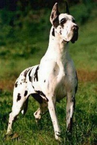 perro