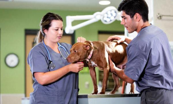 Cuanto cobra un auxiliar tecnico veterinario 8 