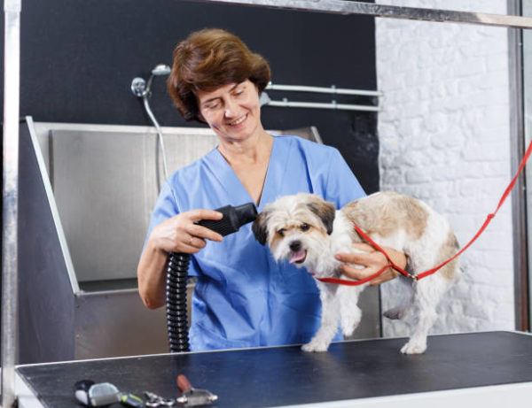 Cursos de peluqueria canina online precio titulo oficial 2 