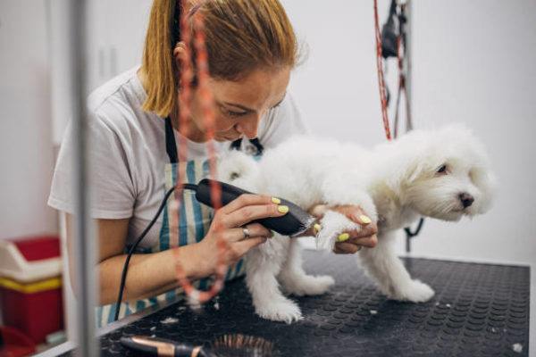 Cursos de peluqueria canina online precio titulo oficial 4 