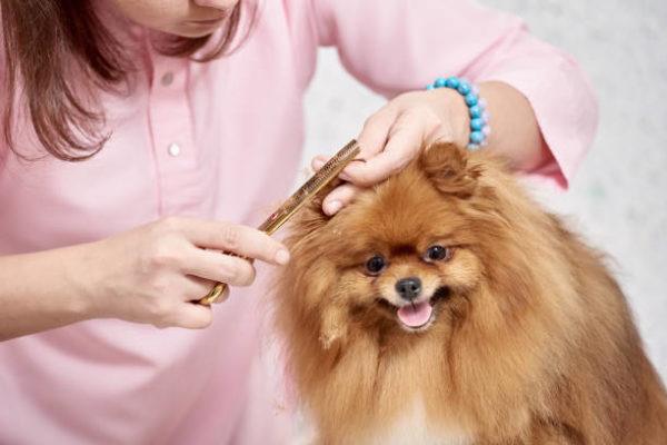 Cursos de peluqueria canina online precio titulo oficial 5 